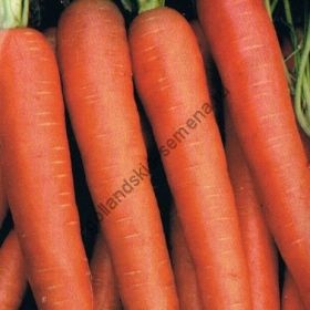 Морковь сорт "ФЛАККИ 2" (Flakkee 2)  6500 семян