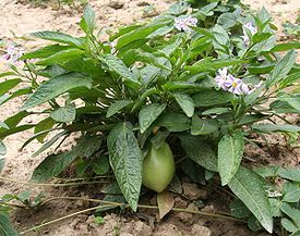 ДЫННАЯ ГРУША  (Solanum muricatum)  15 семян