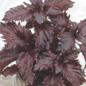 Базилик  сорт "ФИОЛЕТОВЫЕ ОБОРКИ" (Purple Ruffles)   0.3 гр.  210 семян
