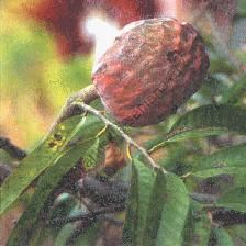 Аннона  сорт "РЕТИКУЛАТА" (Annona reticulata)   10 семян