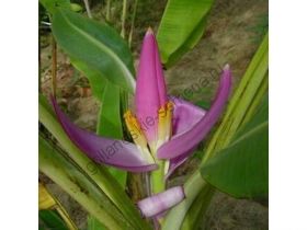 Банан  сорт "ВИОЛЕНСИ" (Musa ornata Violacea)   10 семян