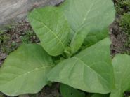 Семена табака сорта Tennessee 19
