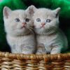 Для котят