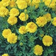 Бархатцы  сорт "ЖЁЛТЫЙ МАЛЫШ" (Petite Yellow)  150 семян