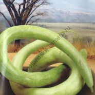 Тыква сорт "ИТАЛЬЯНСКАЯ ЗМЕЯ" (Italian Snake) 15 семян