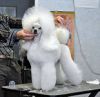 косметика для груминга и уход за шерстью