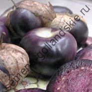 Томатилло сорт "ФИОЛЕТ"(Tomatillo purple) 10 семян