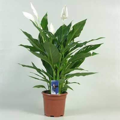 Комнатное растение - цветы Спацифилум