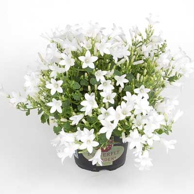 Комнатные растения - цветы Кампанула Белая