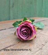 Роза пурпурная