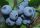 Голубика Бонус (Bonus Blueberry)