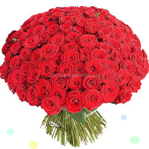 51 и 101 красная роза 50, 60 см.