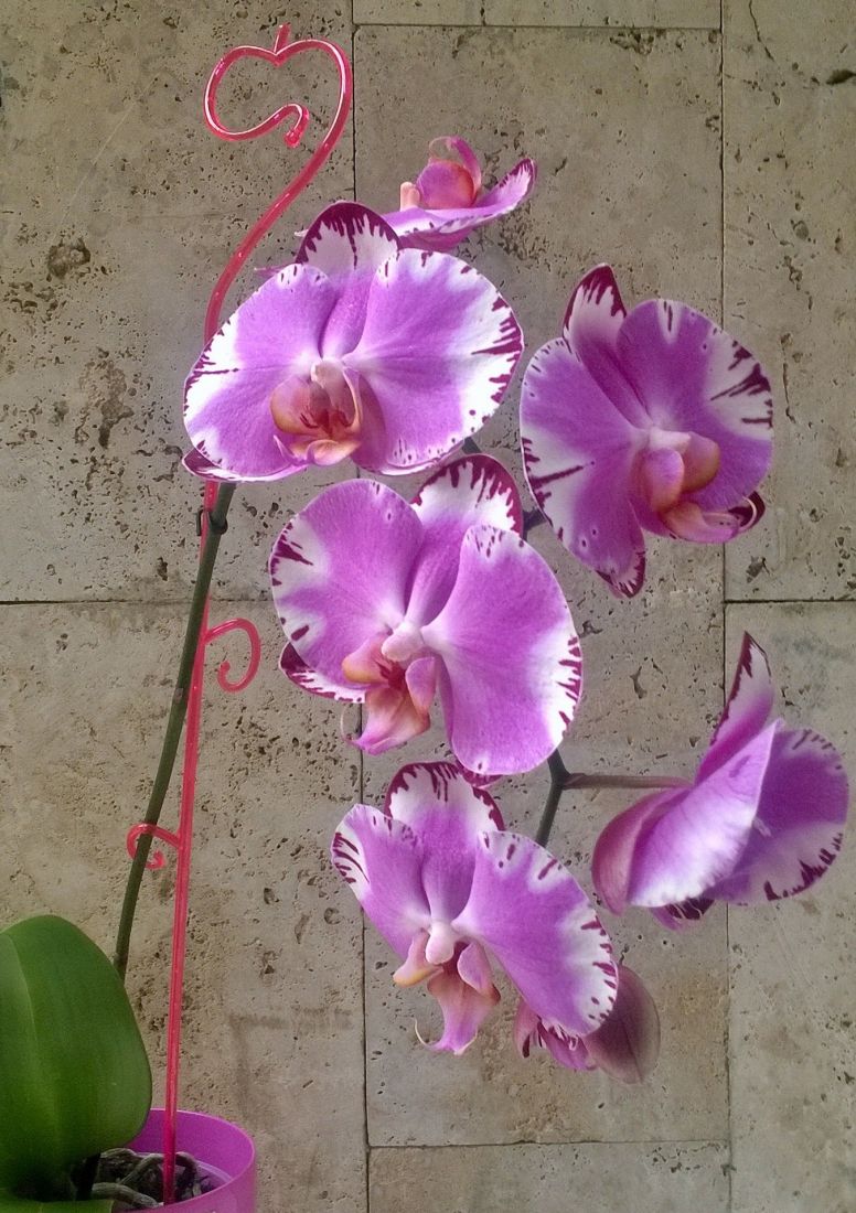 Держатель для орхидей "Яблоко" h 60см