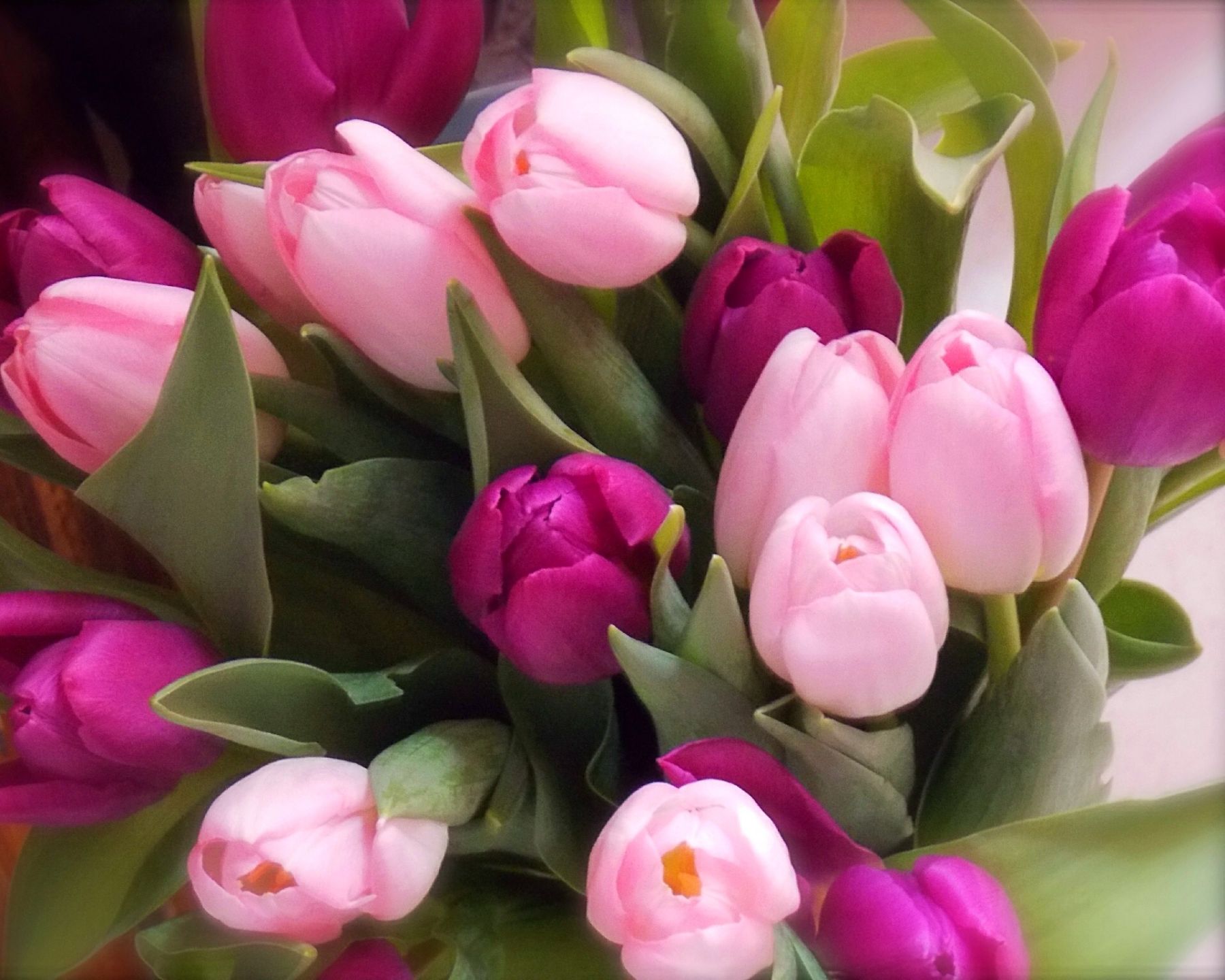 Красивые фото тюльпанов с 8. Букет тюльпанов. Шикарный букет тюльпанов. Розовые тюльпаны.