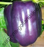 Перец сладкий "ПУРПУРНЫЙ КОЛОКОЛ" (Purple Bell) 10 семян