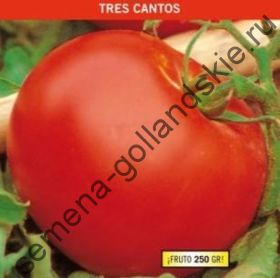 Томат "ТРЕС КАНТОС" (Tres Cantos) 10 семян
