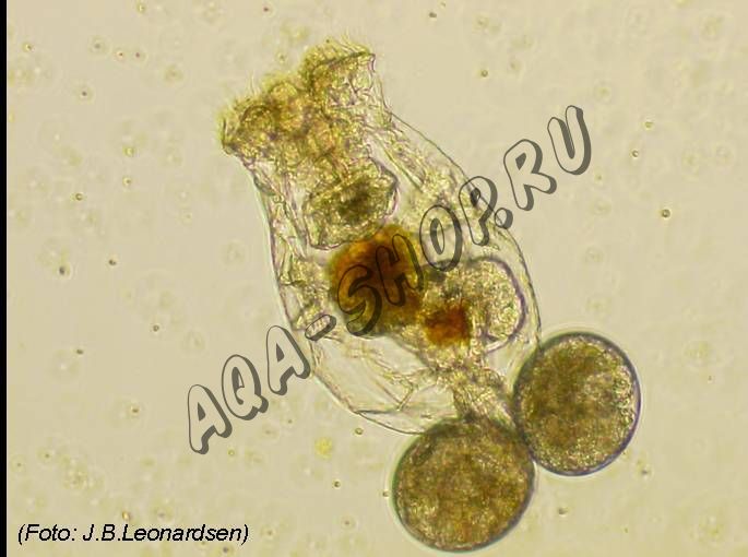 Живые корма
