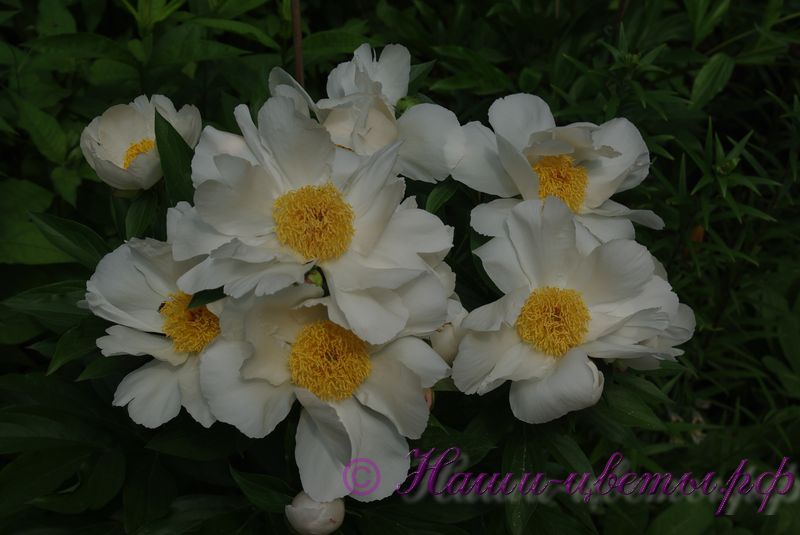 Пион травянистый 'Уайт Вингз' / Paeonia 'White Wings'