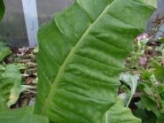 Семена табака сорта Крупнолистный 32. Семян 5-6 тыс.шт. всх.50%