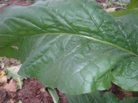Семена табака сорта Stag Horn (Вирджиния)