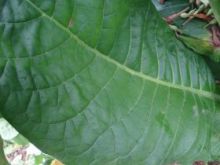 Семена табака сорта Virginia Hugo leafe
