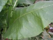 Сигарные. Lancaster Seed leaf. Семян 5-6 тыс.шт. всх.50%