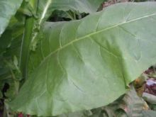 Сигарные. Lancaster Seed leaf