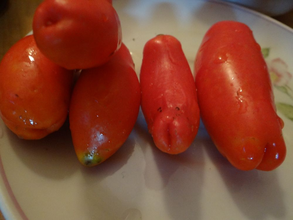 Томаты сорт жиголо отзывы. Сорт томата Аурия. Сорт томатов жигало. Сорт помидор жиголо. Томат жигало партнер.