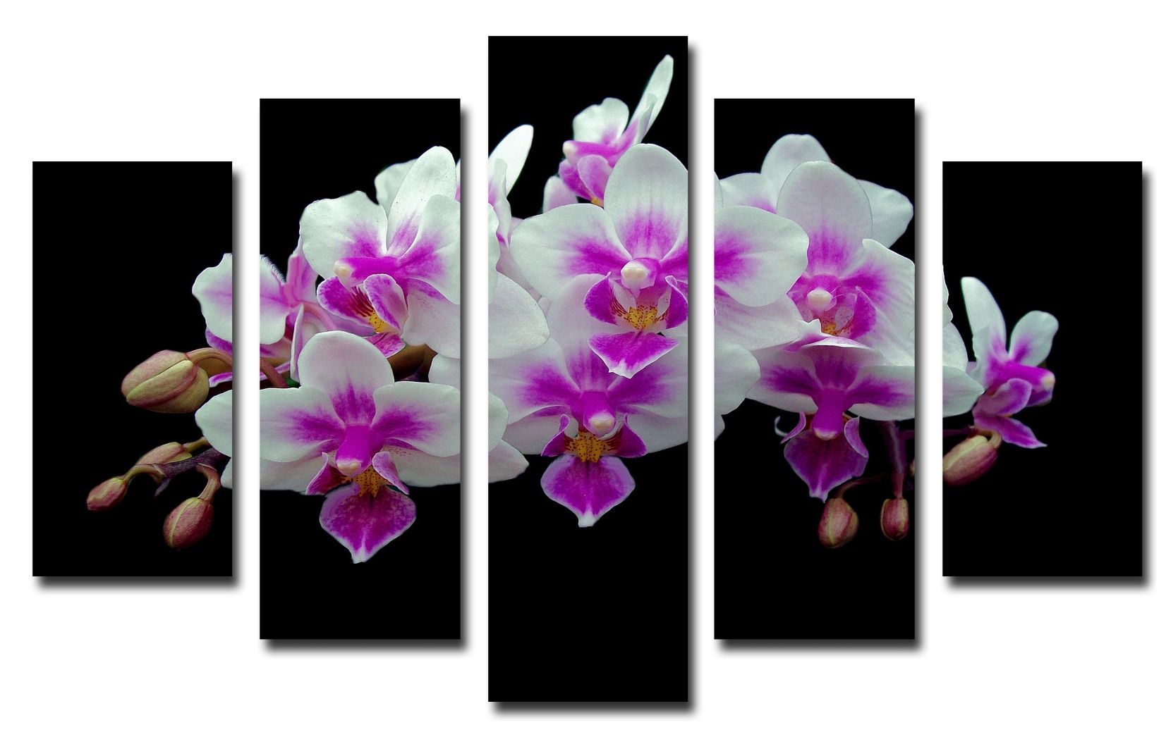 Купить Орхидеи В Магазине Недорого