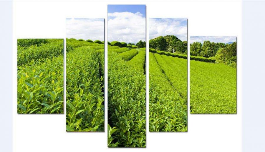 Модульная картина Чайная плантация