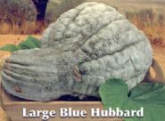Тыква сорт "БОЛЬШОЙ СИНИЙ ХАББАРД" (LARGE BLUE HUBBARD) 12 семян