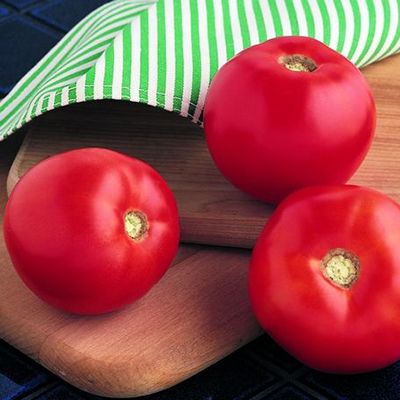 Купить томат "Бобкат" F1 (10/100 семян) от Syngenta