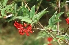 КОФЕ РЕЙСМОЗА (Coffea racemosa )  10 семян