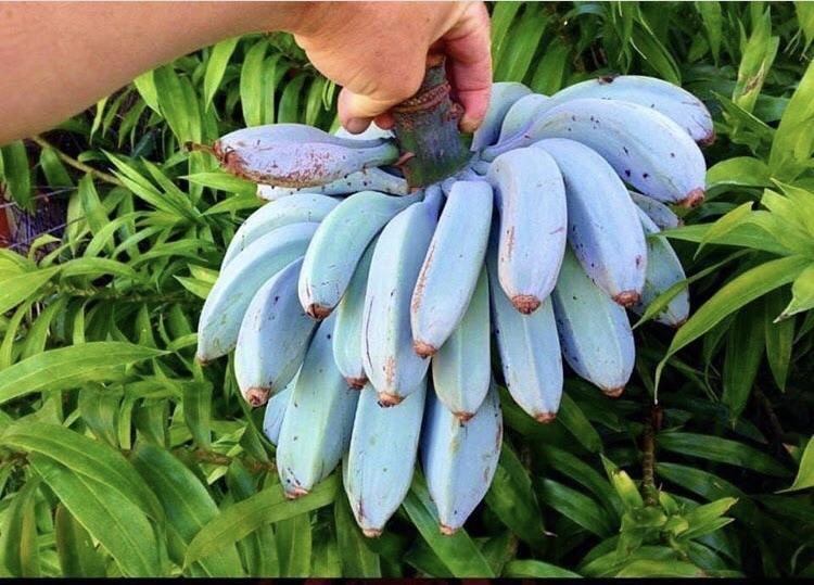 саженцы голубого банана( возраст 1 год)