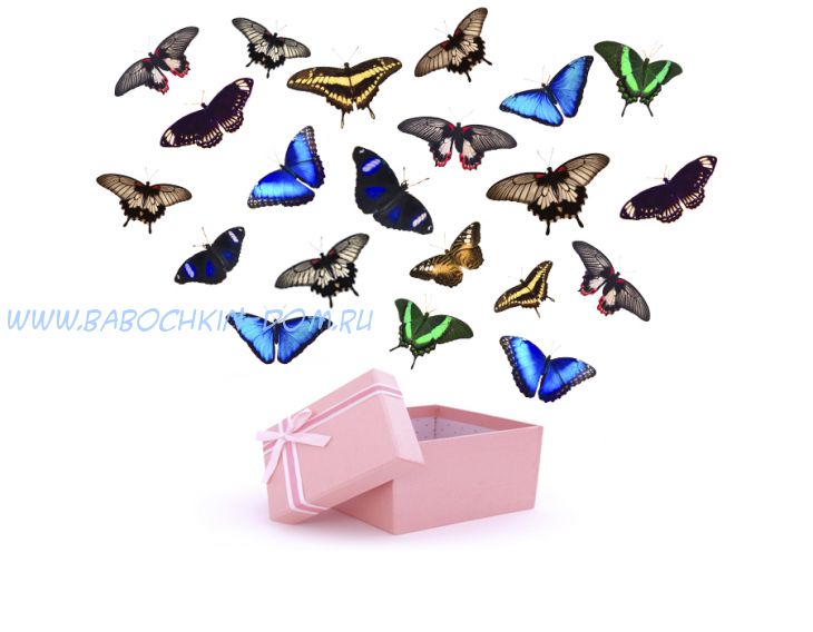 Салют из 21 бабочек с Мофро