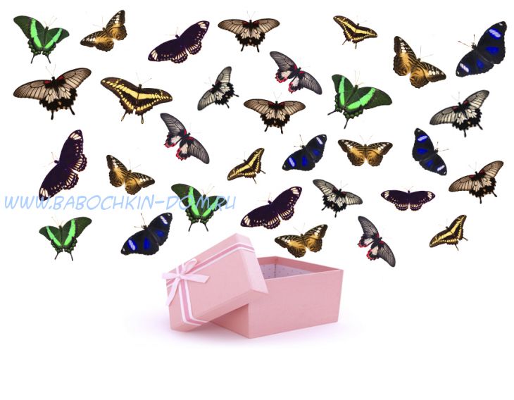 Салют из 31 бабочек