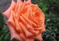 Роза чайно-гибридная "Эльдорадо"