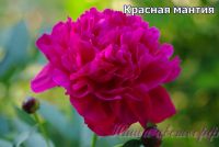 Пион травянистый 'Красная мантия' / Peonia 'Krasnay Mantia'