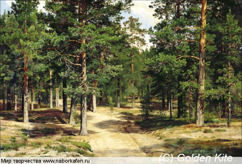 1913. Sestroretsk Pine Forest