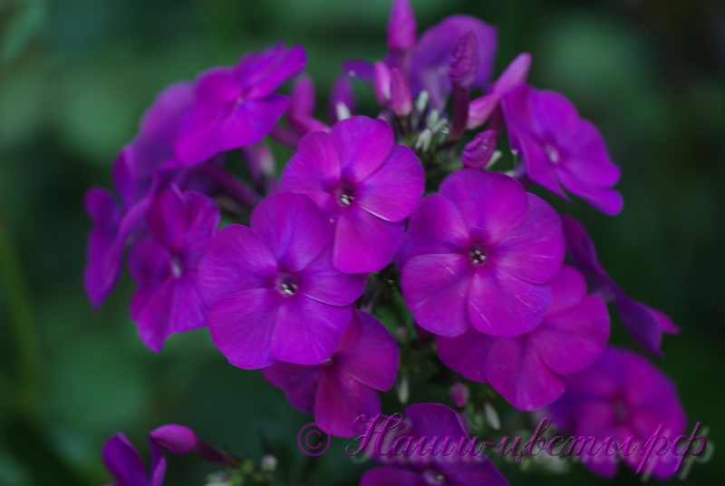 Флокс 'Алексей Вронский' / Phlox 'Aleksey Vronsky'