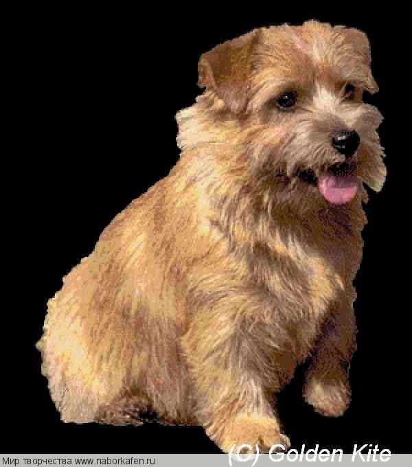119 Dog, Norfolk terrier