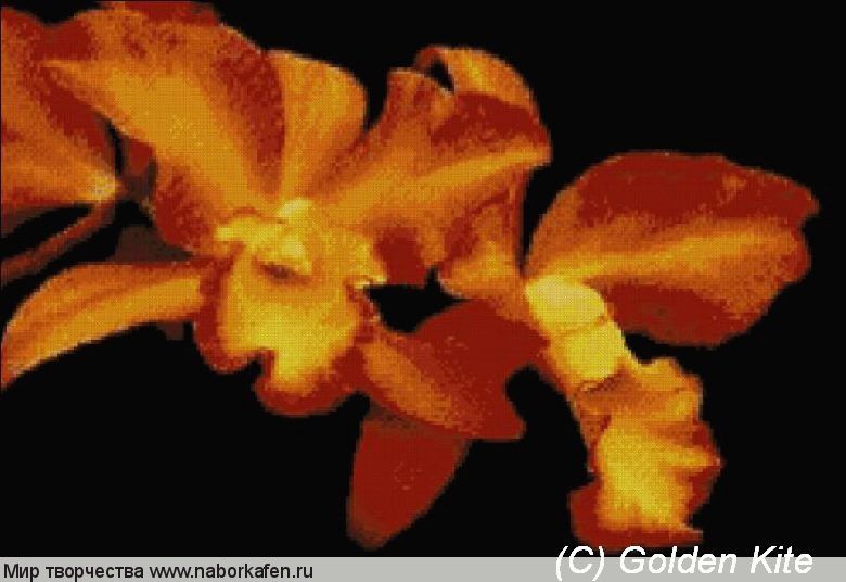 287 Orchid `Orange`