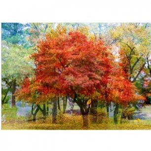 Картина Autumn, коллекция Осень