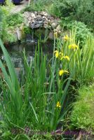 Ирис болотный (аировидный) / Iris pseudacorus