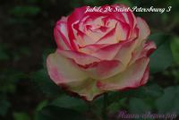 Роза 'Юбилей Санкт Петербурга' / Rose 'Jubile De Saint-Petersbourg'