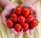 Tomat-Balkonnye-serdechki-F1-Premium-sids1