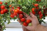 Tomat-Balkonnye-serdechki-F1-Premium-sids3