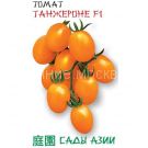 Tomat-Tanzherone-F1-Sady-Azii