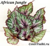 Бегония African Junglie взрослое растение