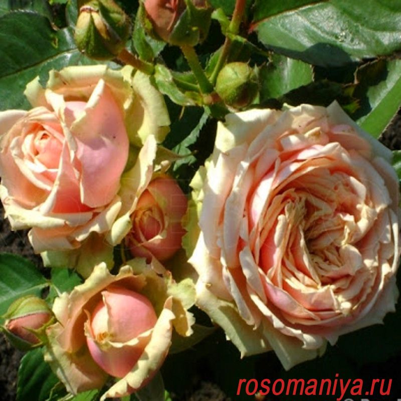 Роза Романтика Фото И Описание